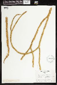 Phlegmariurus taxifolius image