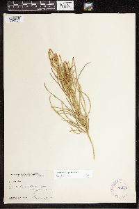 Media resource of Diphasiastrum thyoides