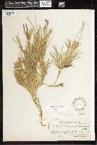Diphasiastrum thyoides image