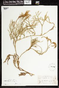 Diphasiastrum thyoides image