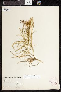Diphasiastrum thyoides image