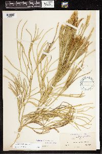 Diphasiastrum thyoides image