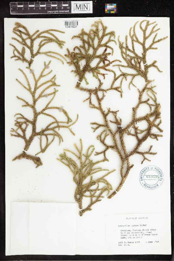 Palhinhaea torta image