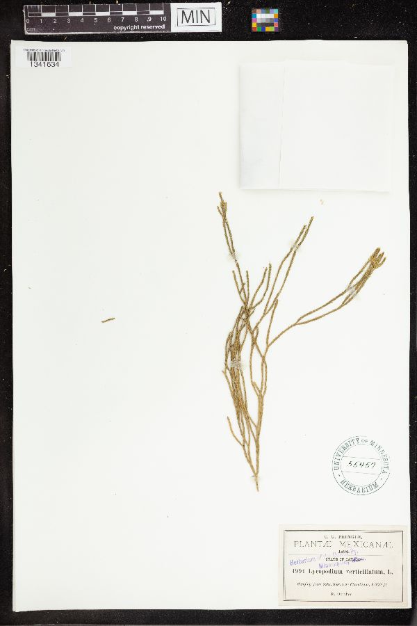 Huperzia acerosa image