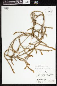 Lycopodium clavatum image