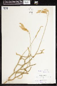 Lycopodium clavatum image