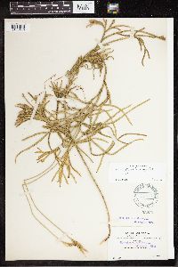 Diphasiastrum thyoides image