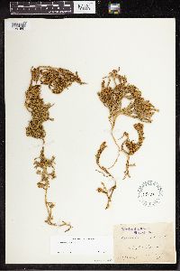 Diphasiastrum alpinum image