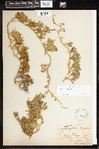 Diphasiastrum alpinum image