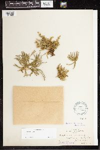 Diphasiastrum alpinum image