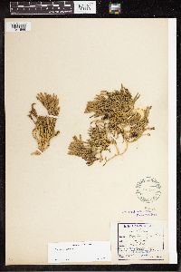 Diphasiastrum alpinum image