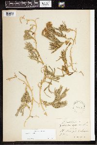 Diphasiastrum alpinum image