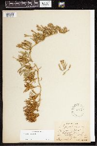 Diphasiastrum alpinum image