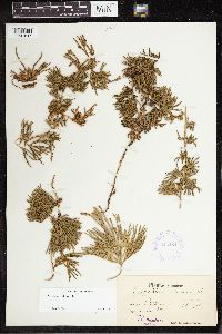 Diphasiastrum alpinum image