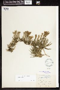 Diphasiastrum alpinum image