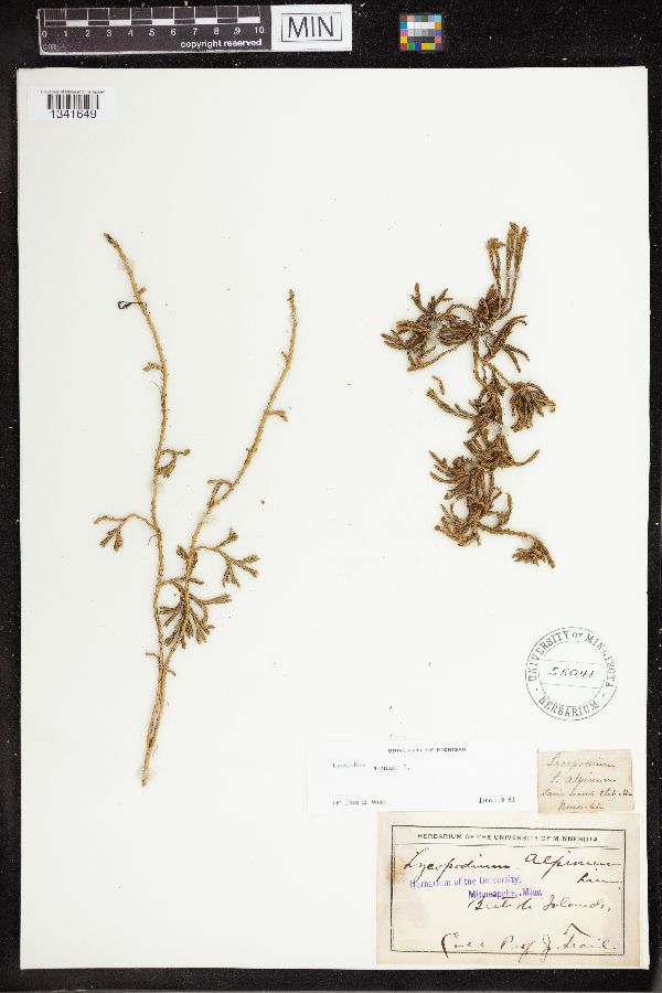 Diphasiastrum alpinum image