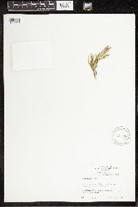 Diphasiastrum alpinum image