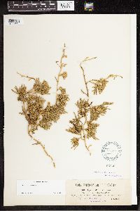 Diphasiastrum alpinum image