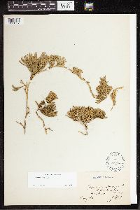 Diphasiastrum alpinum image
