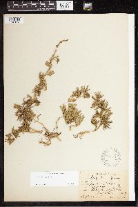 Diphasiastrum alpinum image