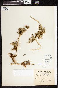 Diphasiastrum alpinum image