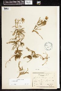 Diphasiastrum alpinum image