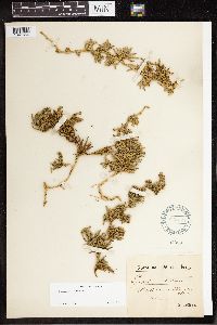 Diphasiastrum alpinum image