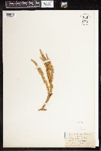 Thumbnail image of current specimen