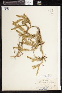 Thumbnail image of current specimen