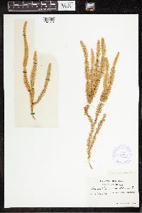 Thumbnail image of current specimen