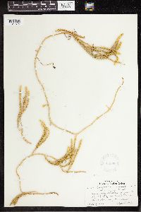 Media resource of Lycopodium annotinum