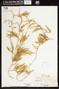 Thumbnail image of current specimen