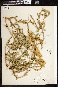Lycopodium clavatum image