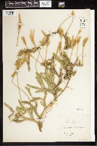 Lycopodium clavatum image