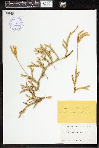 Lycopodium clavatum image