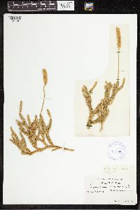 Lycopodium clavatum image