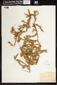 Lycopodium clavatum image