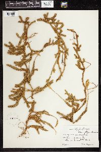 Lycopodium clavatum image