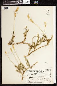 Lycopodium clavatum image