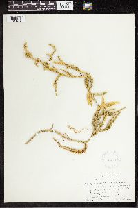 Lycopodium clavatum image