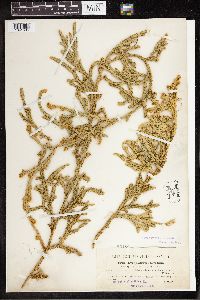 Lycopodium clavatum image