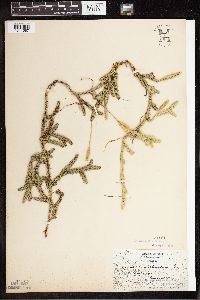 Lycopodium clavatum image