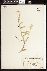 Lycopodium clavatum image