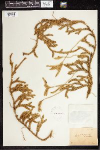 Lycopodium clavatum image