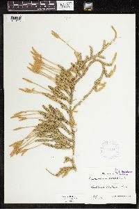 thumbnail image of current specimen