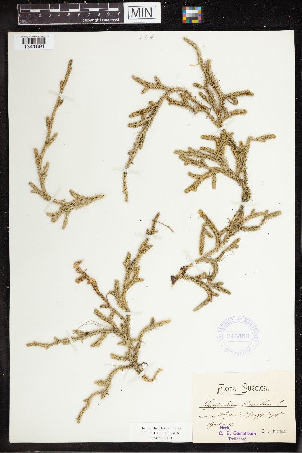 Lycopodium clavatum image