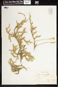 Thumbnail image of current specimen