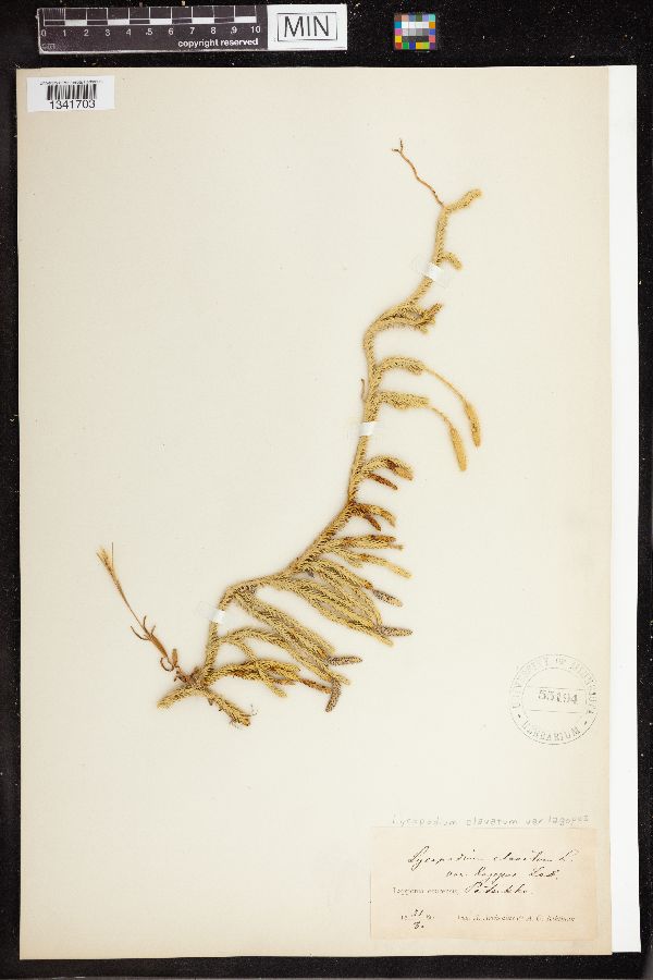 Lycopodium clavatum var. lagopus image