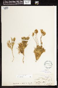 Diphasiastrum complanatum image