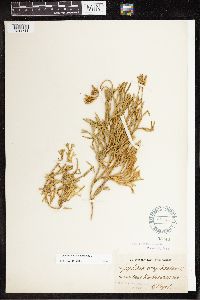 Diphasiastrum complanatum image